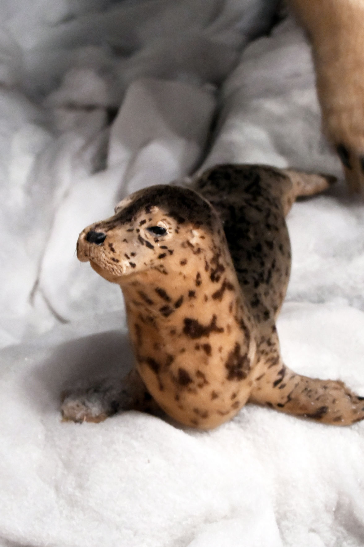 157 A Leopard Seal was included in the Pierson Museum.JPG